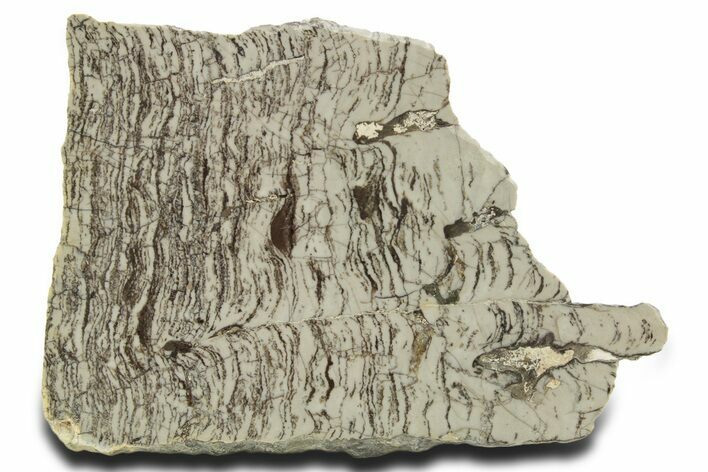 Polished Precambrian Stromatolite Slab - Siberia #363046